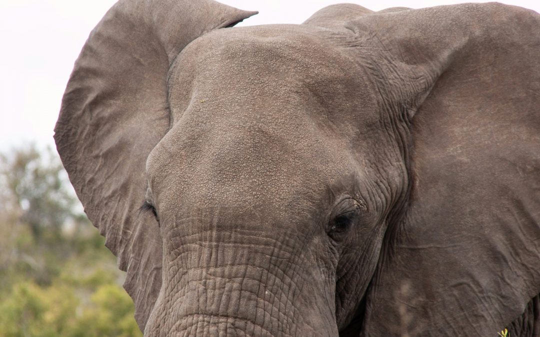 Afrique du Sud : trois circuits à tenter en priorité !