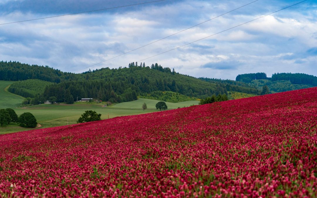 Coquelicots historiques : champs de coquelicots et champs de bataille