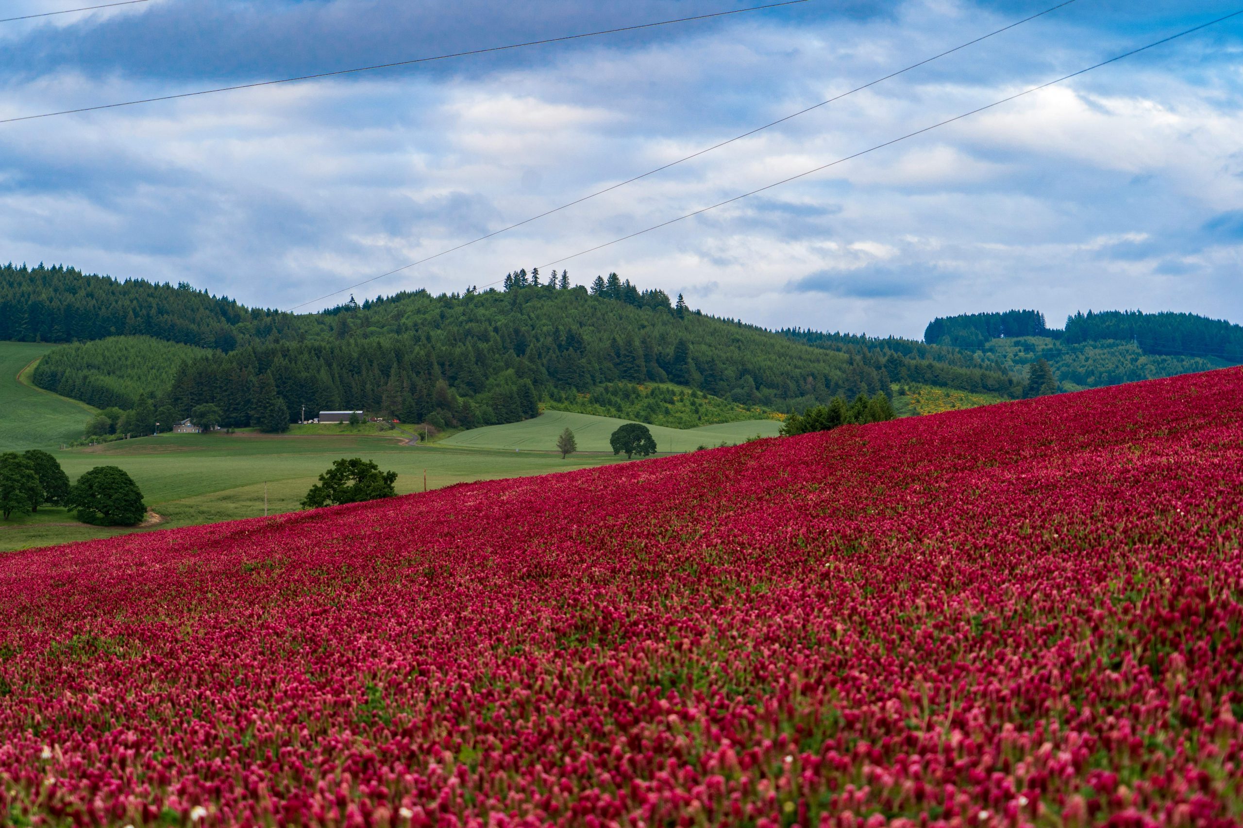 Coquelicots historiques: secrets des champs de bataille