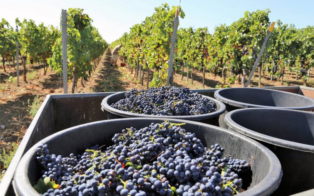 L’Afrique du Sud vinicole : un voyage sensoriel entre vignobles et traditions