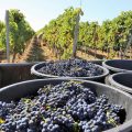 image traditions vignobles sensoriel vinicole image traditions vignobles sensoriel vinicole