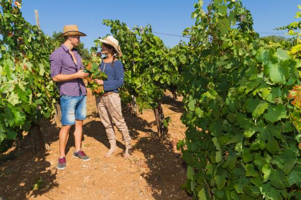 traditions vignobles sensoriel vinicole afrique couple dans un vignoble d'Afrique du Sud