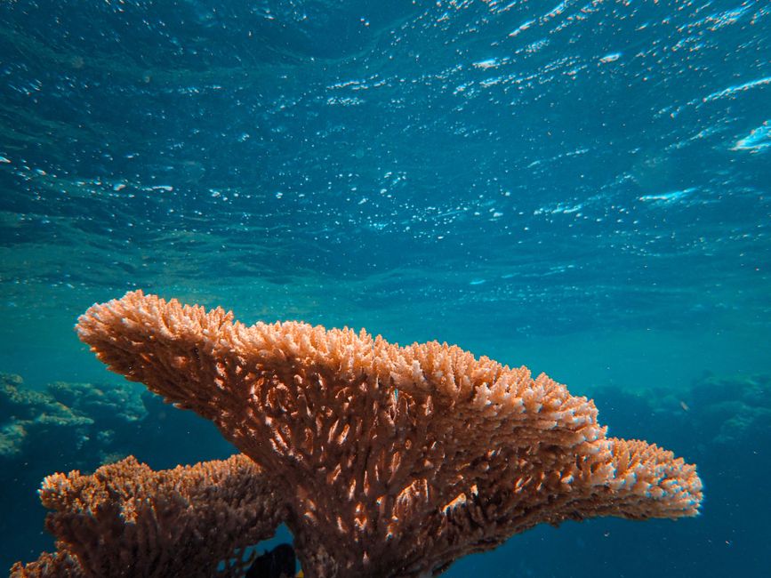 recif corallien belize Récif corallien turquoise au large du Belize, deuxième plus grande barrière de corail au monde